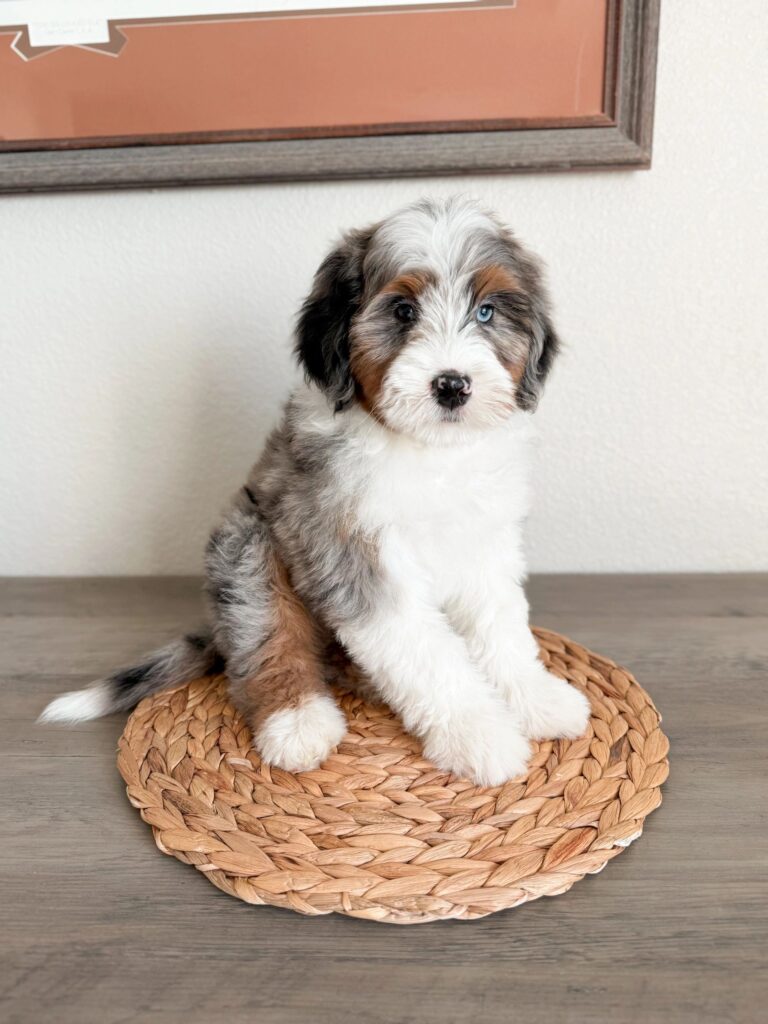 for sale unique aussiedoodle