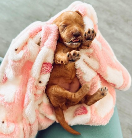 about montana raised puppies