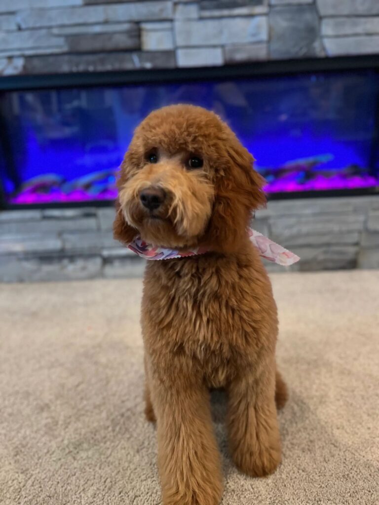 apricot-goldendoodle-puppy