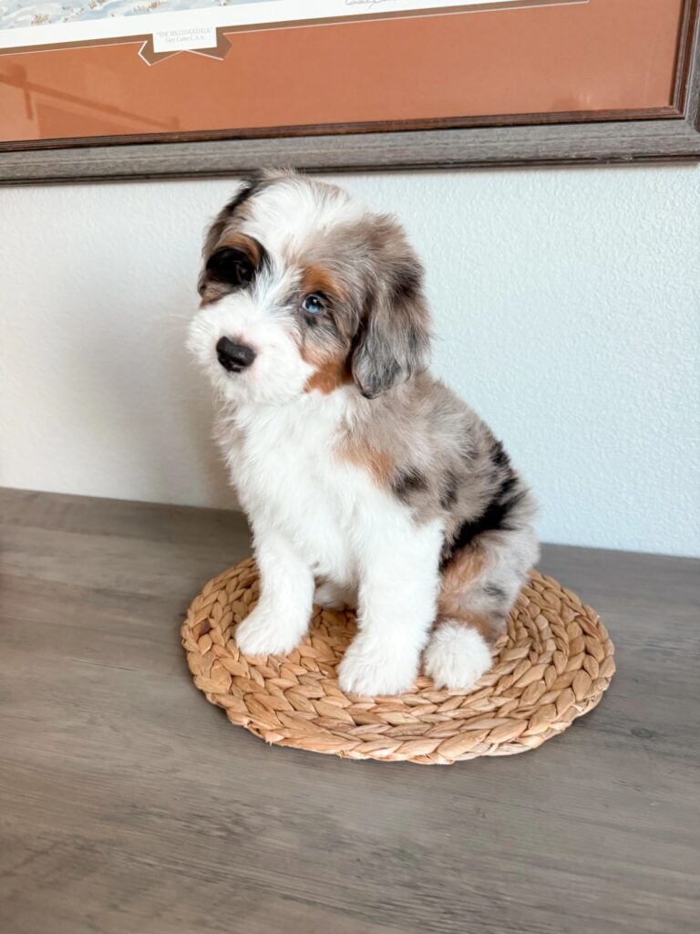 auddiedoodle-breeder