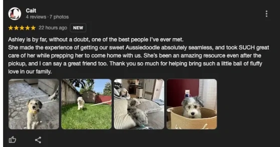 aussie-doodle-breeder-reviews