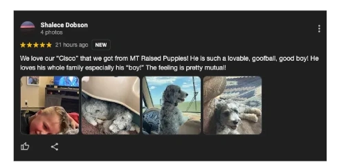 dog-breeder-reviews