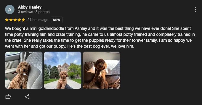 f1 mini goldendoodle breeder review