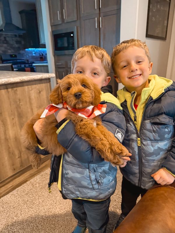 goldendoodle puppies