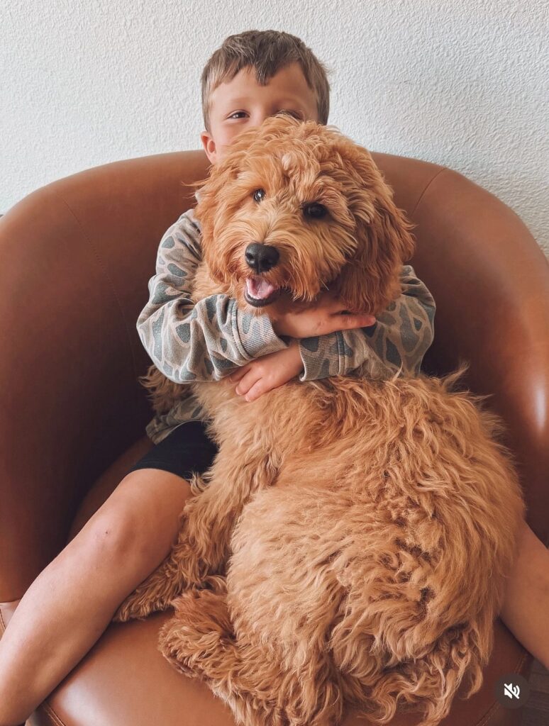 golden-doodle-puppies-for-sale-billings-mt