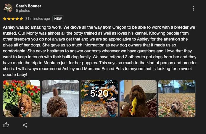 goldendoodle puppy breeder reviews oregon