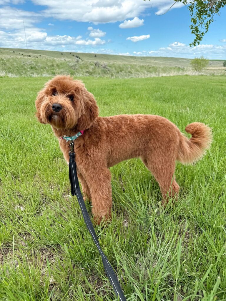 goldendoodle-with-kids