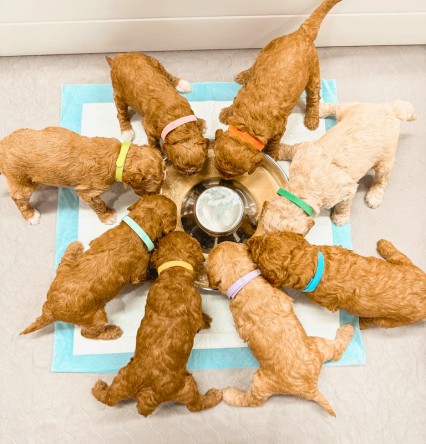 how our puppies are raised