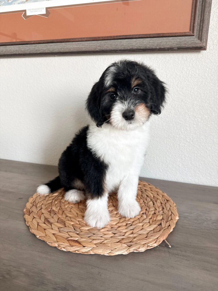 medium-mini-auddiedoodle-puppy-breeder
