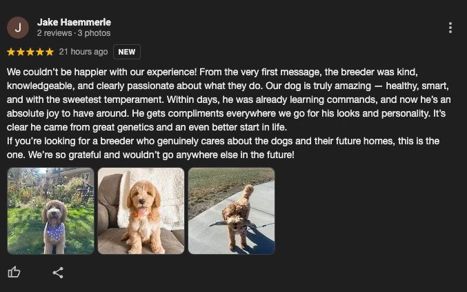 mini golden doodle breeder review