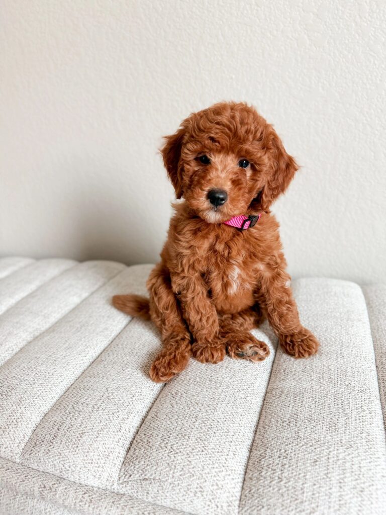 mini-goldendoodle-puppies-for-sale-montana