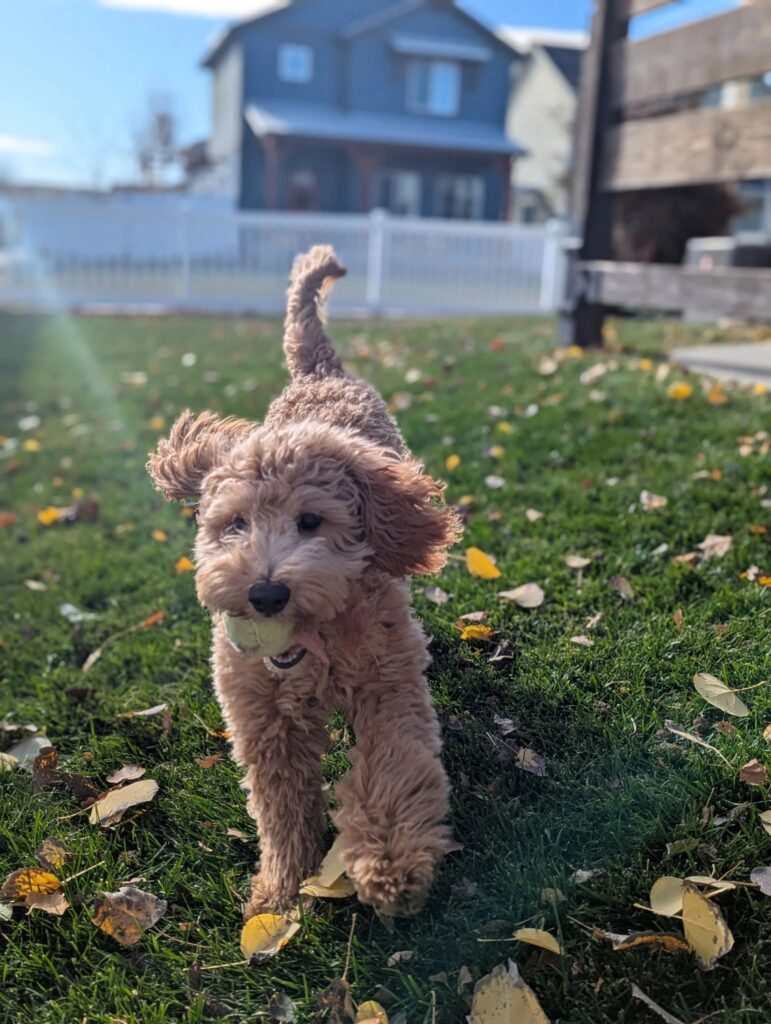 montana-doodle-breeder-goldendoodle