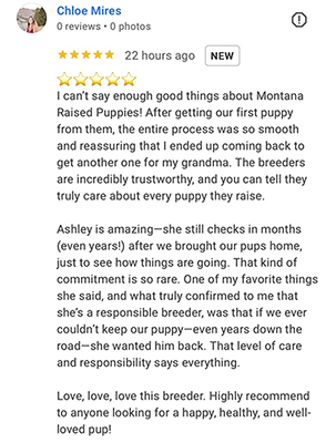 montana-raised-doodles-google-billings-mt-review