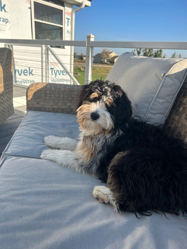 puppies-for-sale