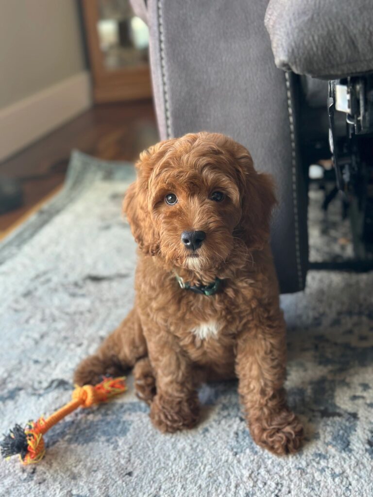tri-color-aussiedoodle