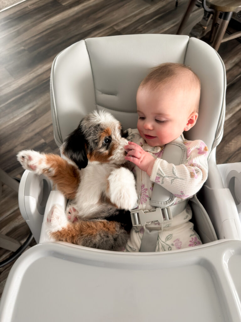 puppy snuggles with baby preparing for go home day