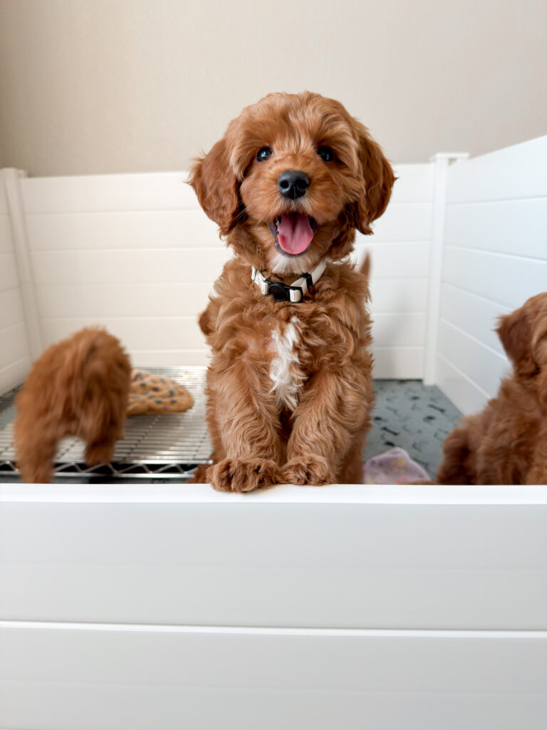 happy and family raised goldendoodle