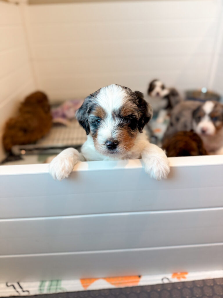 blue merle aussiedoodle