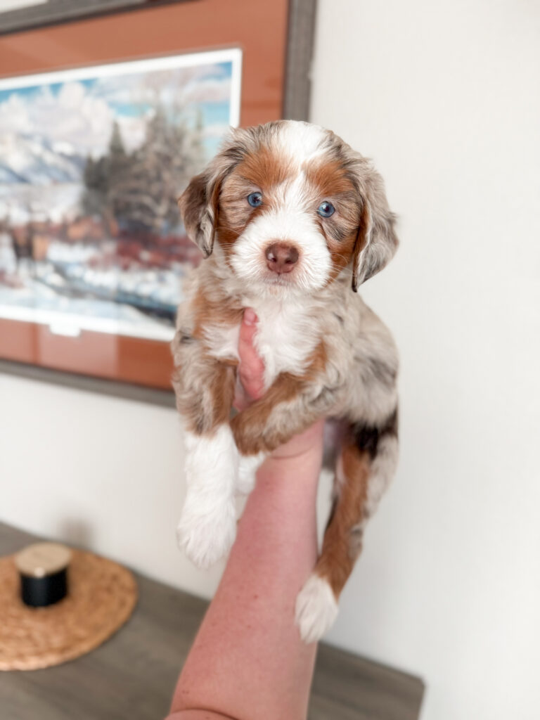 red merle aussiedoodle with blue eyes