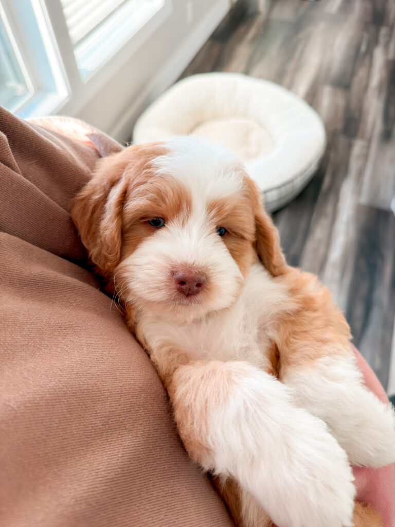 available snuggly puppy