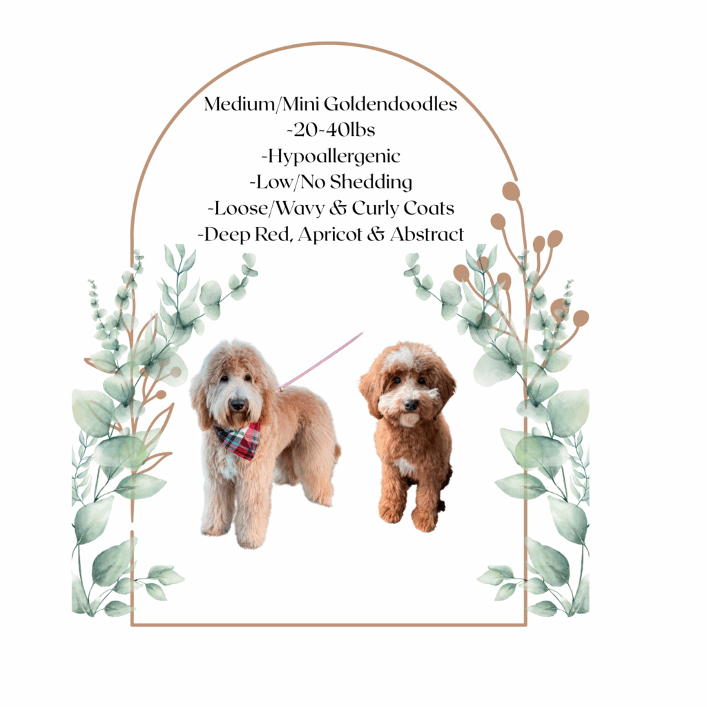 apricot medium wavy goldendoodle puppies