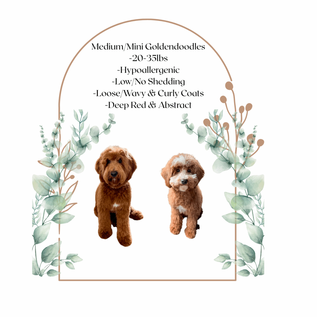deep red wavy goldendoodle-breeder