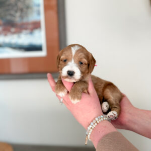 red and white goldendoodle puppy