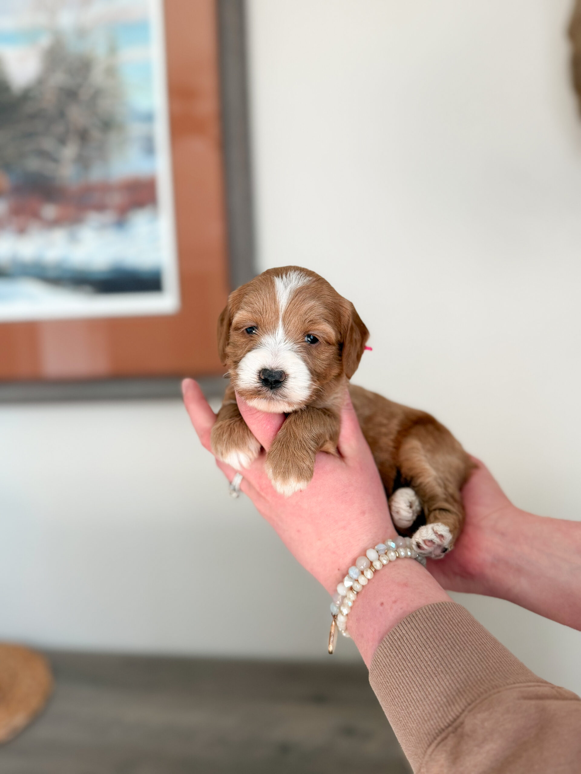 red and white goldendoodle puppy