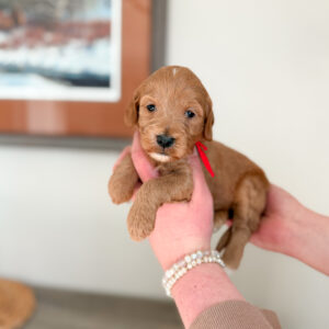 wavy light colored mini goldendoodle with little white markings