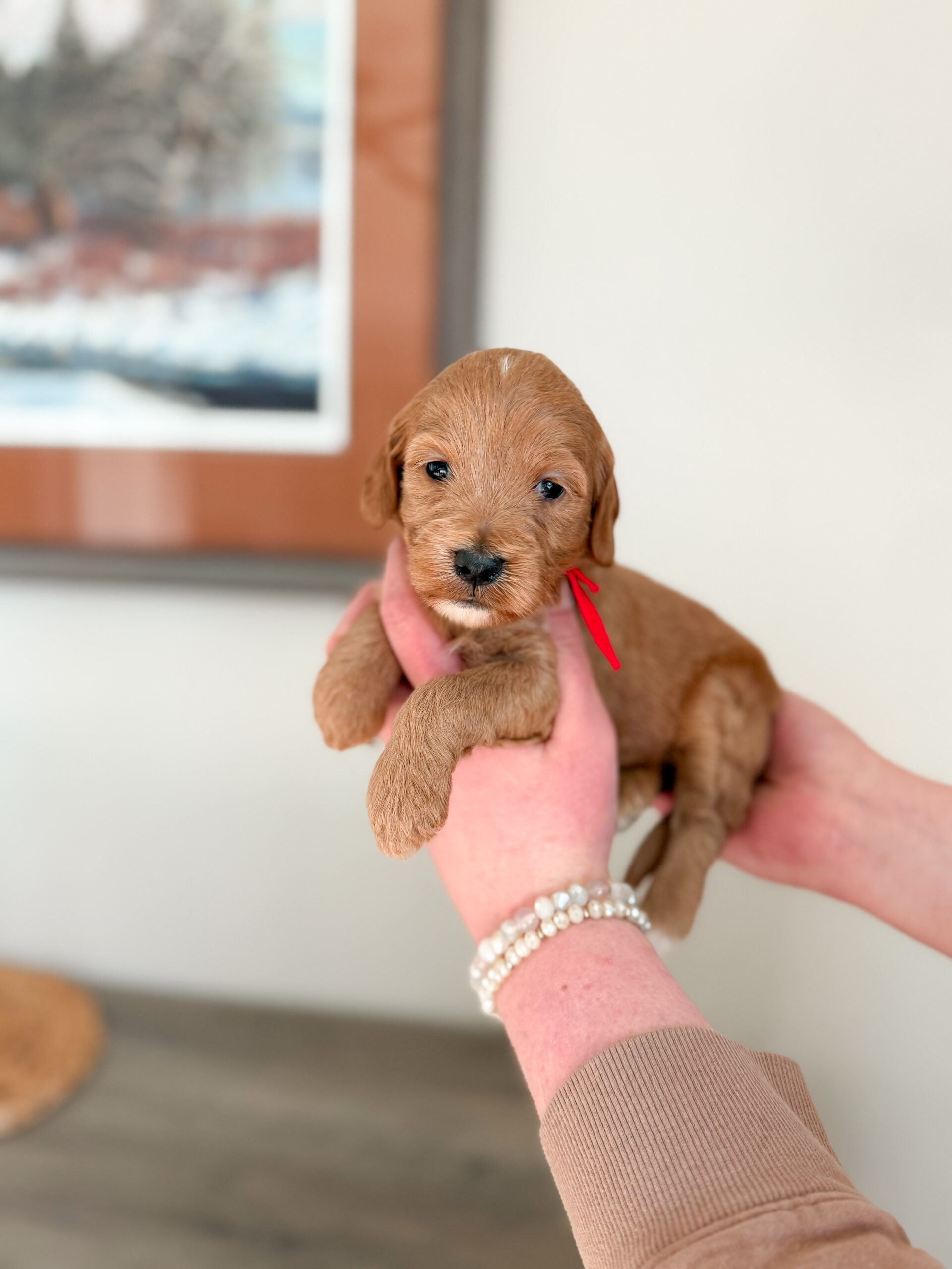 wavy light colored mini goldendoodle with little white markings