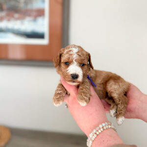 mini apricot curly goldendoodle with white blaze