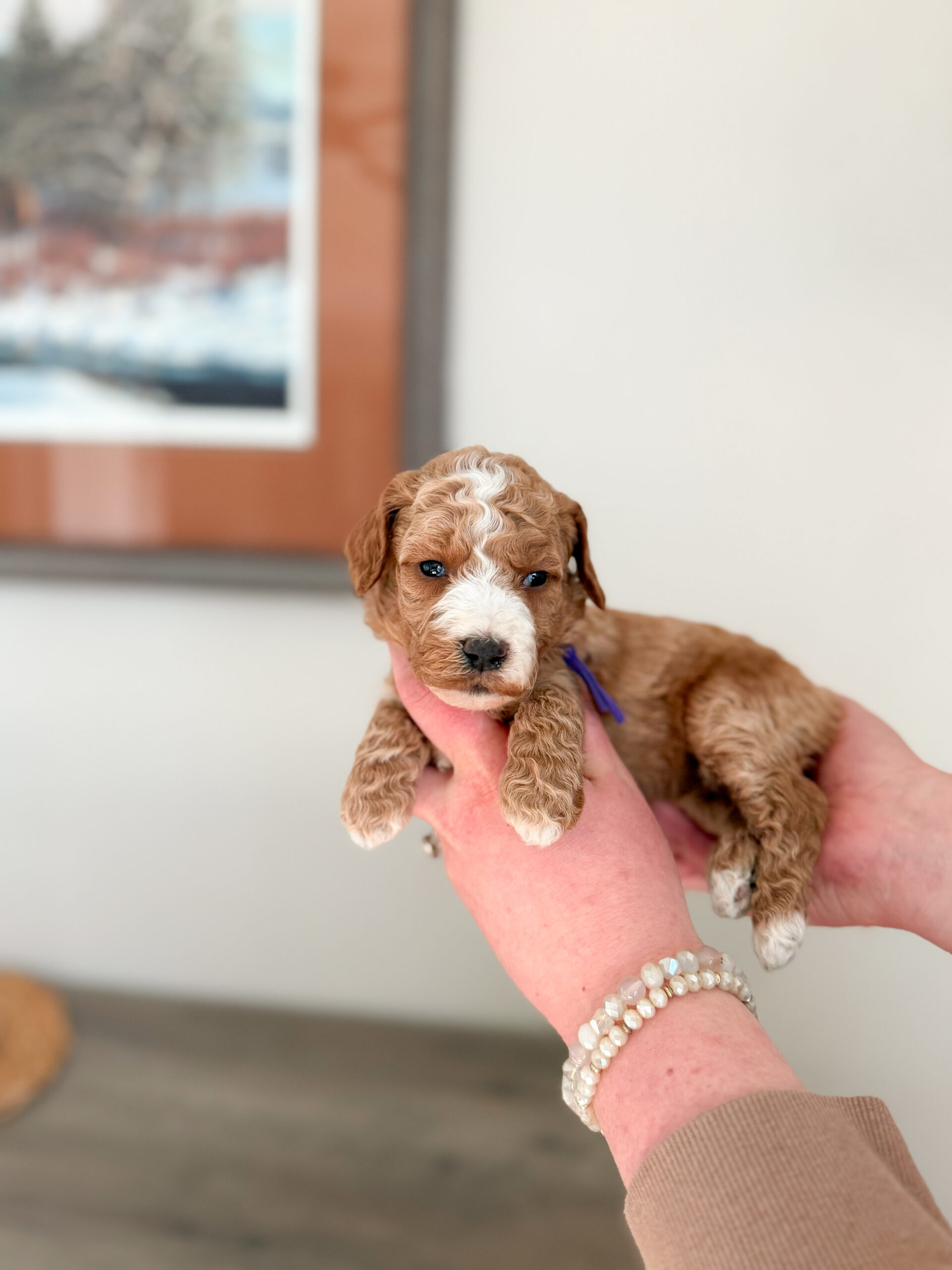mini apricot curly goldendoodle with white blaze