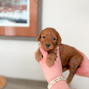 deep red goldnedoodle with loose wavy hair