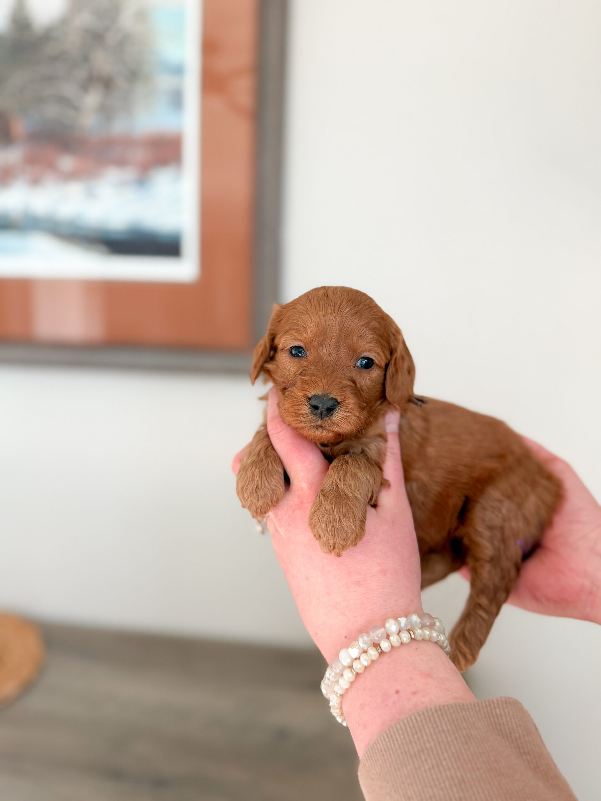 deep red goldnedoodle with loose wavy hair