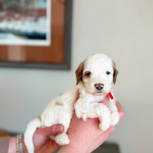 white with red goldendoodle with wavy hair