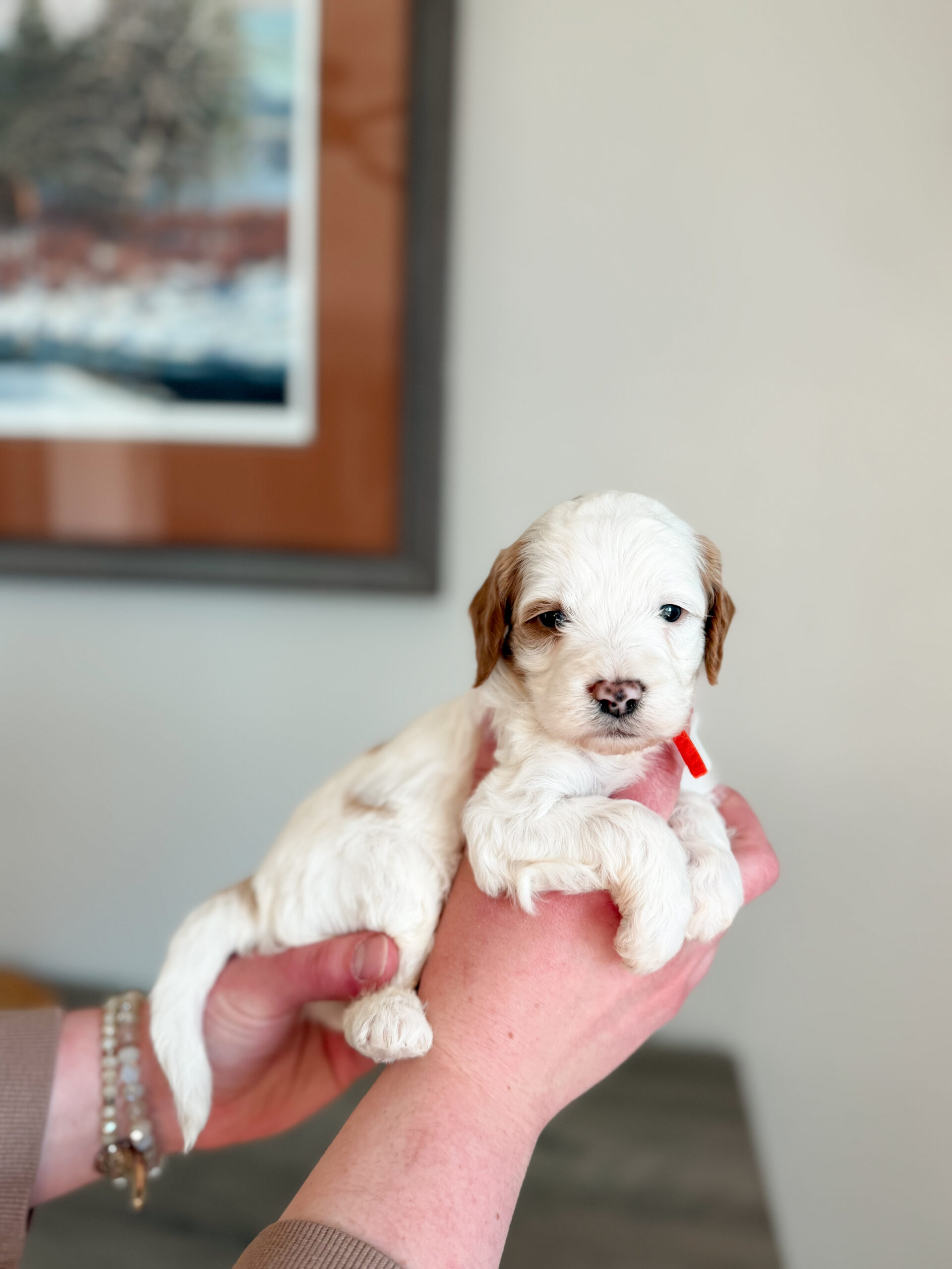 white with red goldendoodle with wavy hair