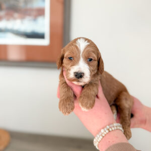 apricot goldendoodle with white blaze and wavy hair