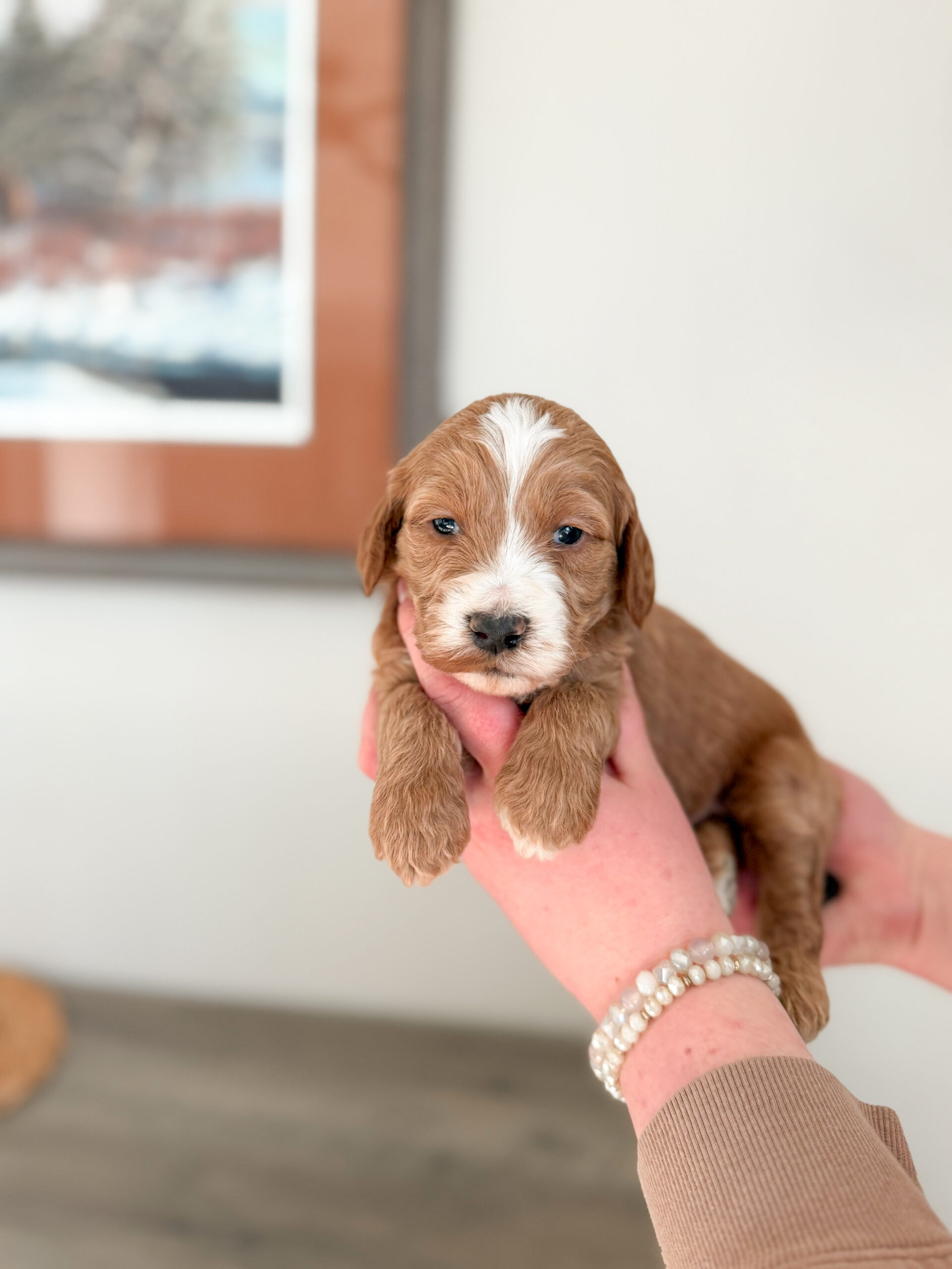 apricot goldendoodle with white blaze and wavy hair
