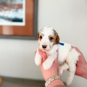 medium curly parti goldendoodle
