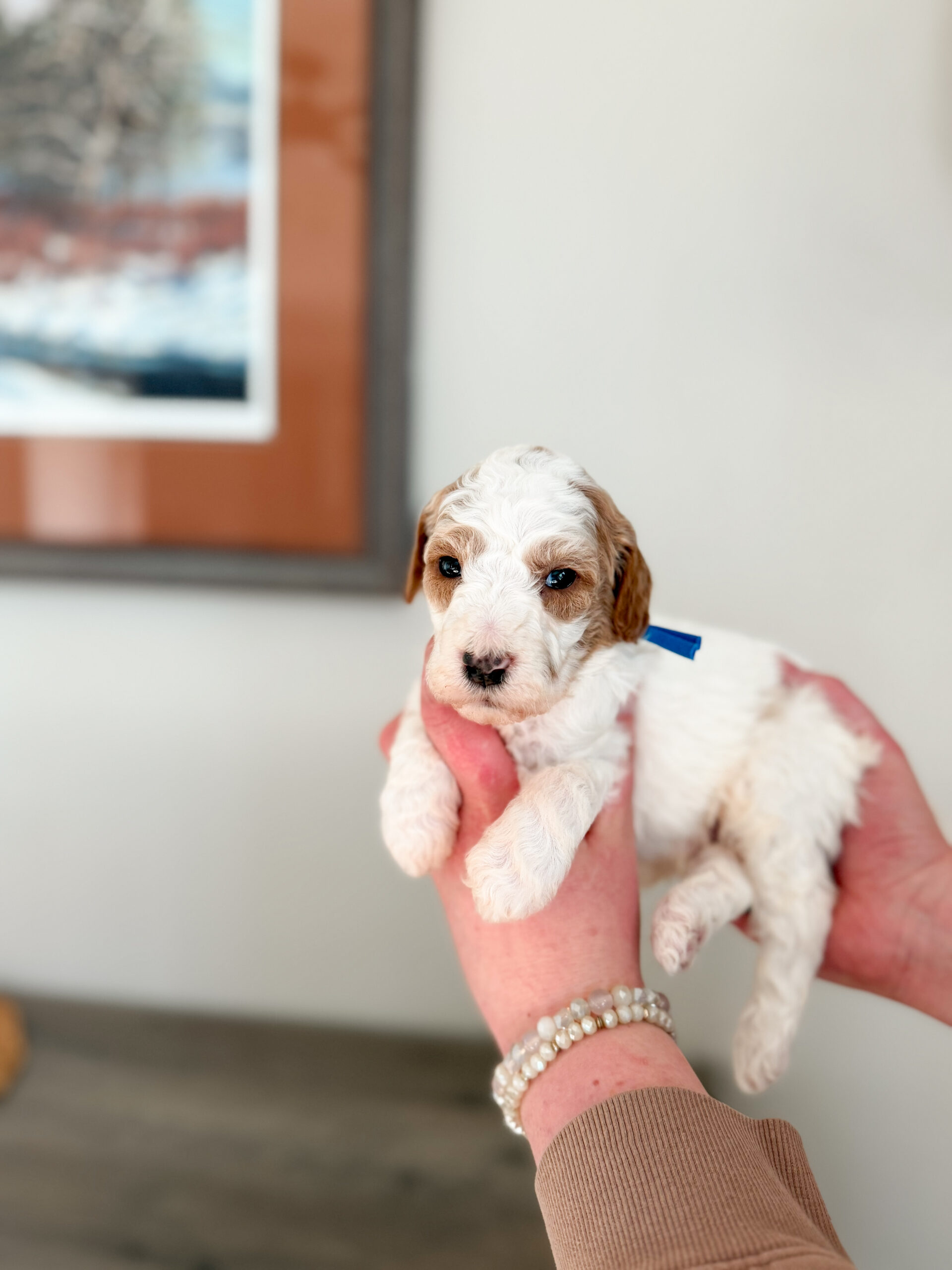 medium curly parti goldendoodle