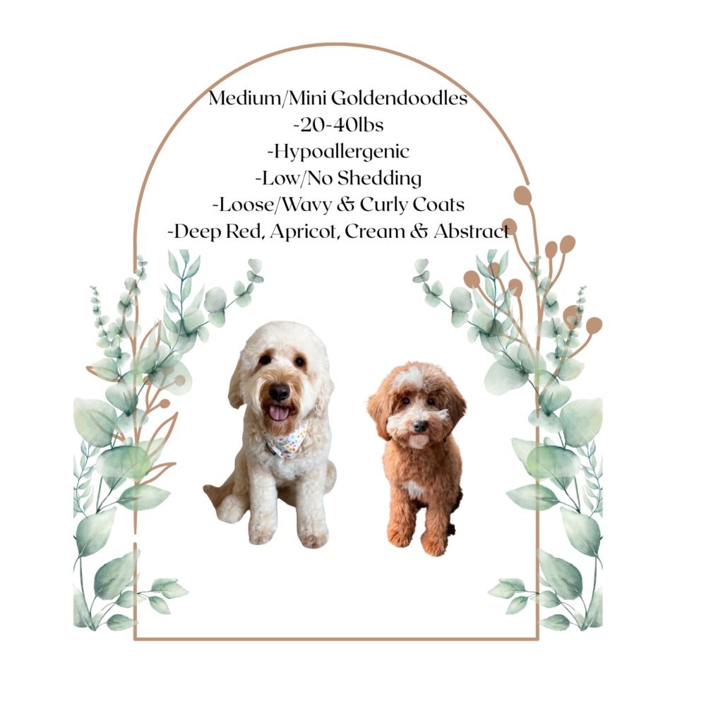 goldendoodle litter announcement