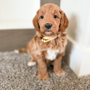 apricot medium goldendoodle with abstract markings
