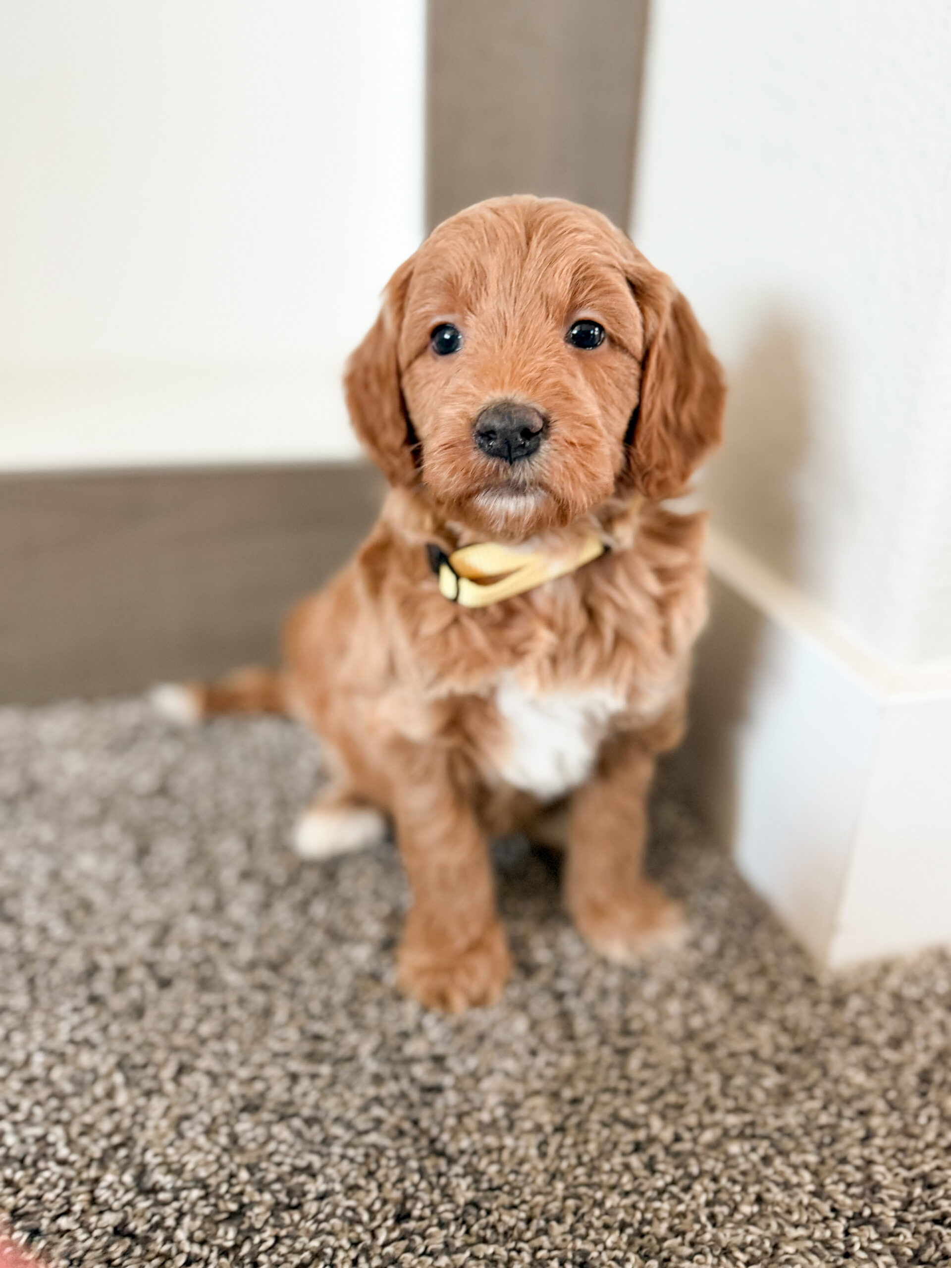 apricot medium goldendoodle with abstract markings