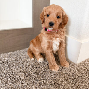 mini goldendoodle puppy with white chest