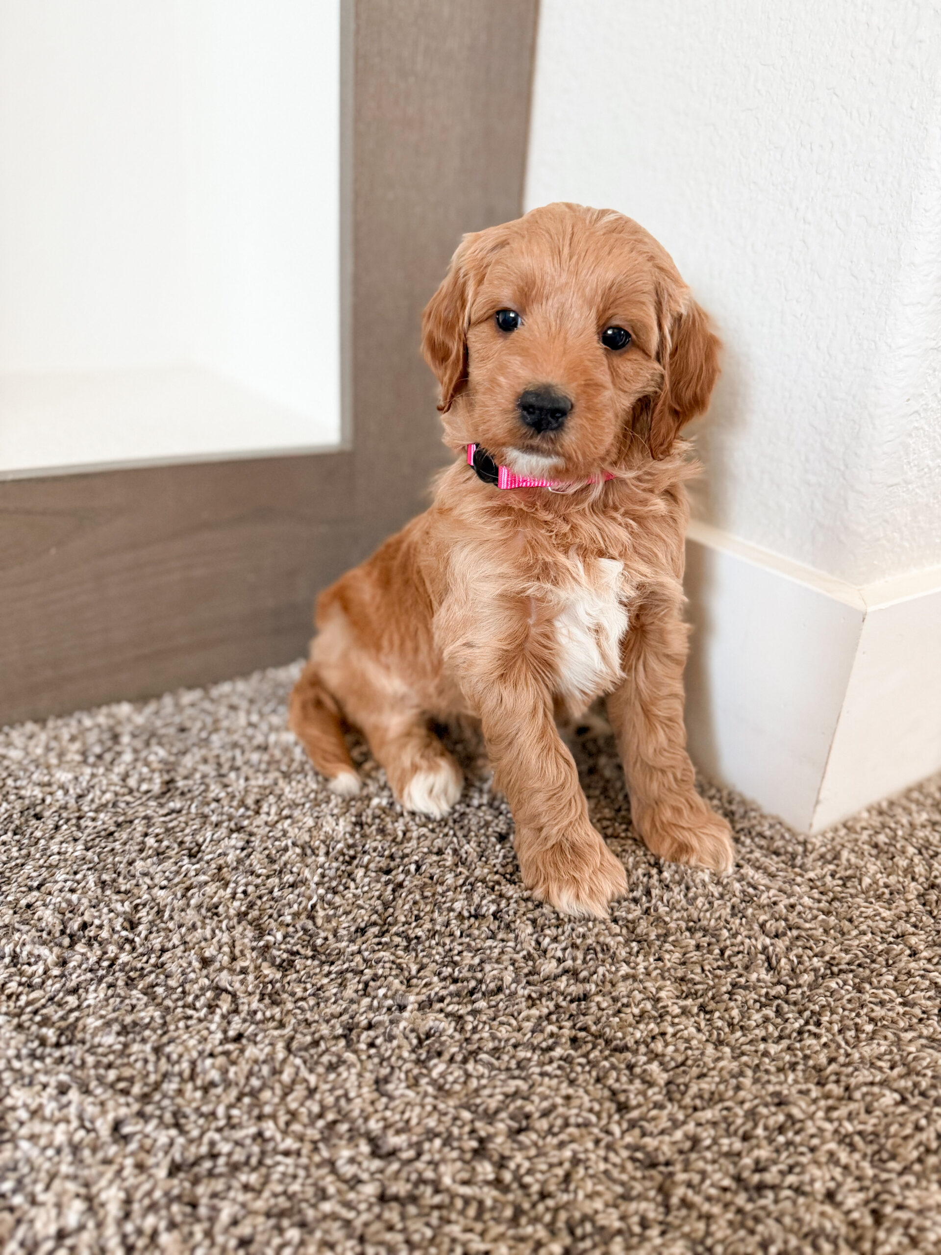 mini goldendoodle puppy with white chest