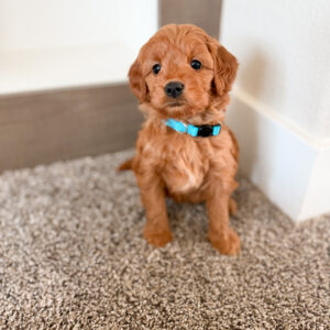 small red goldendoodle