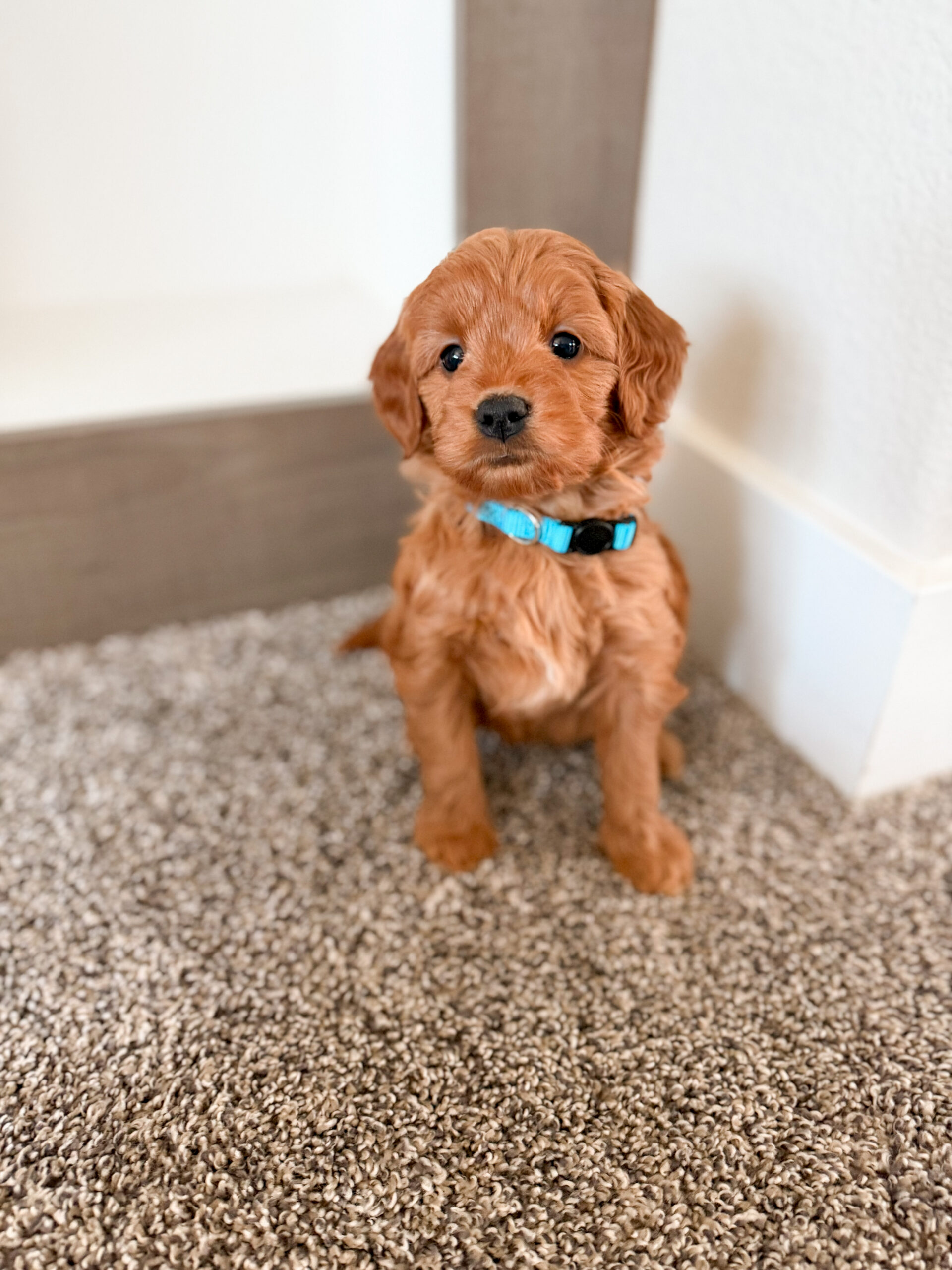 small red goldendoodle