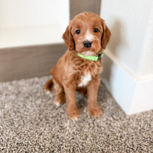 red mini goldendoodle with white markings
