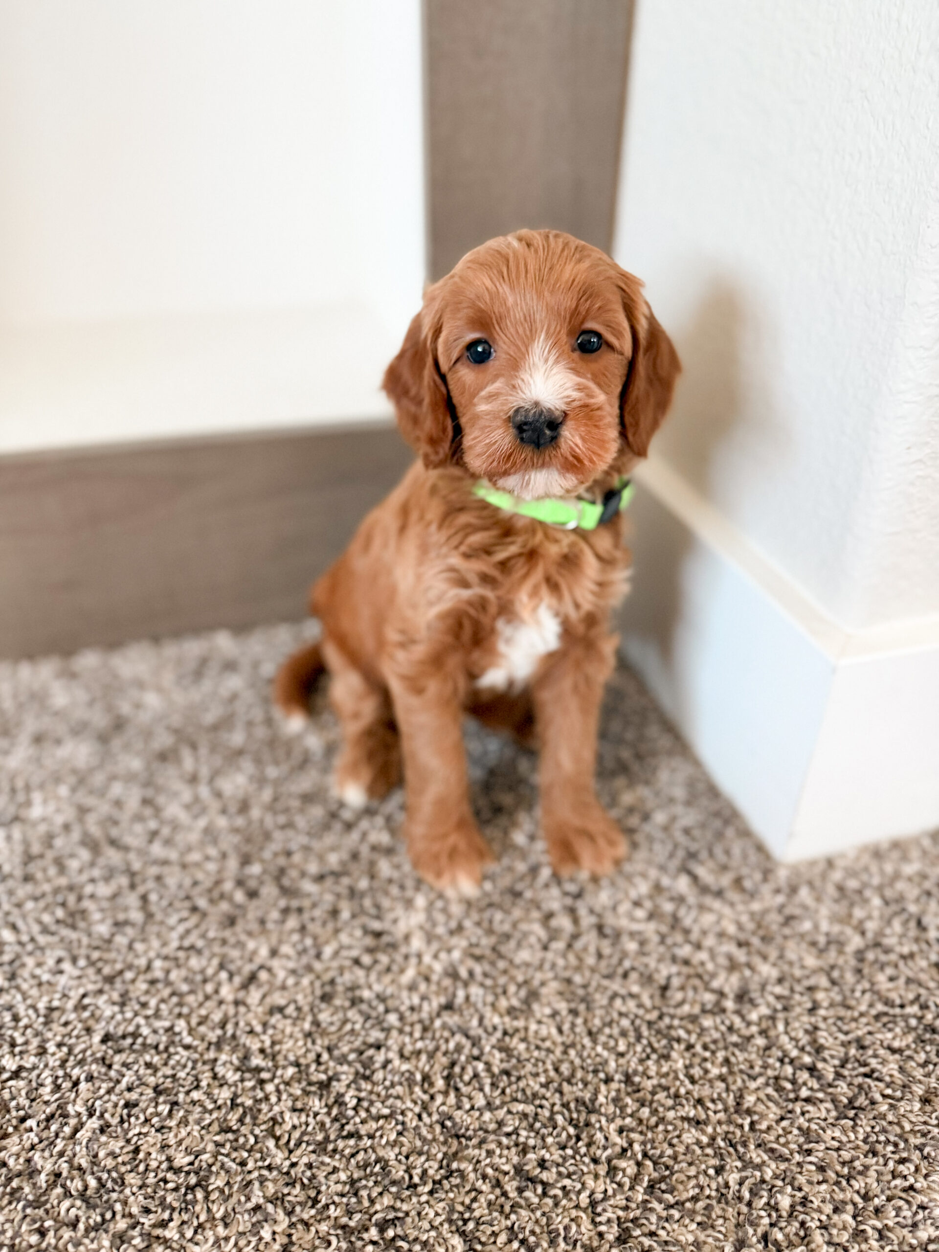 red mini goldendoodle with white markings