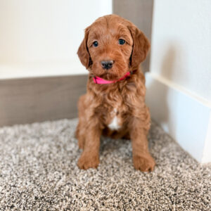 deep red medium goldendoodle
